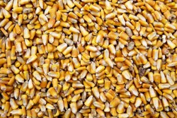 China came in with a major buy to start the week. USDA confirmed in its daily export sales report that Beijing purchased 1.084 million tonnes of U.S. corn marking the biggest buy since May of 2021.