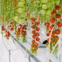 Tomatoes growing in a commercial greenhouse