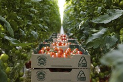 AppHarvest