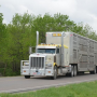 semi truck hauling livestock