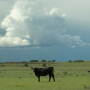 Great Western Ranch NM