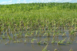 Too much water has stunted corn growth.