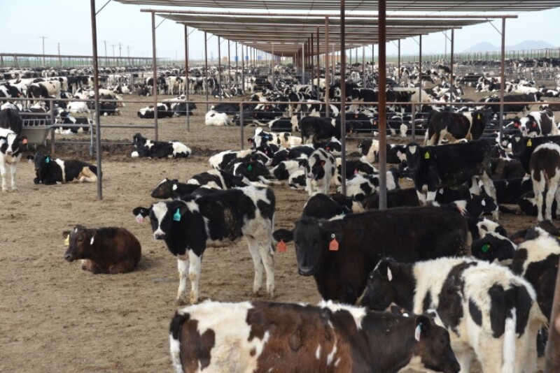 DT_Feedlot_Dairy_Calves