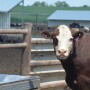BT_Feeder_Steer_Water_Tank