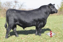 Momentum_Select_Sires_Bull