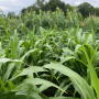 Alta Seeds