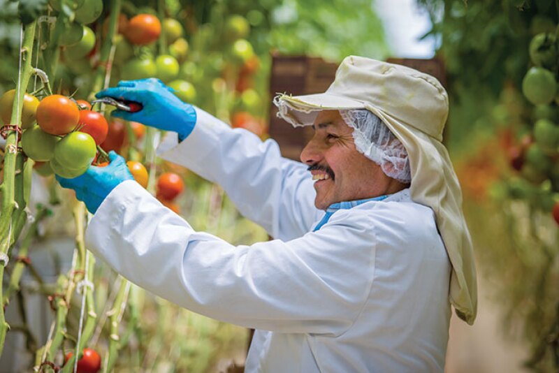 A worker picks tomatoes for Wholesum Family Farms, which has been growing organic tomatoes for more than 30 years. The company also offers organic cucumbers, squash, eggplant and bell peppers.