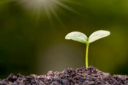 Growing plant by canva