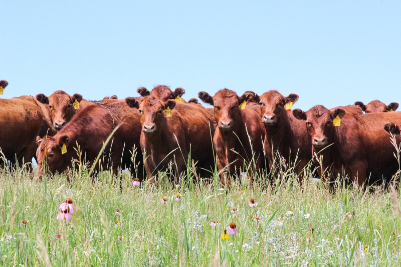 Red Angus
