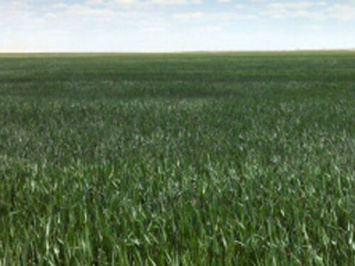 wheat-field