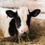 Whether or not to feed hay to preweaned dairy calves is a longstanding debate, without an absolute answer. 