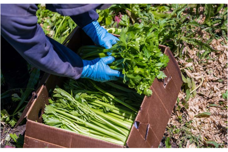 Sambrailo celery.png