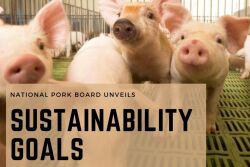 Sustainability Goals