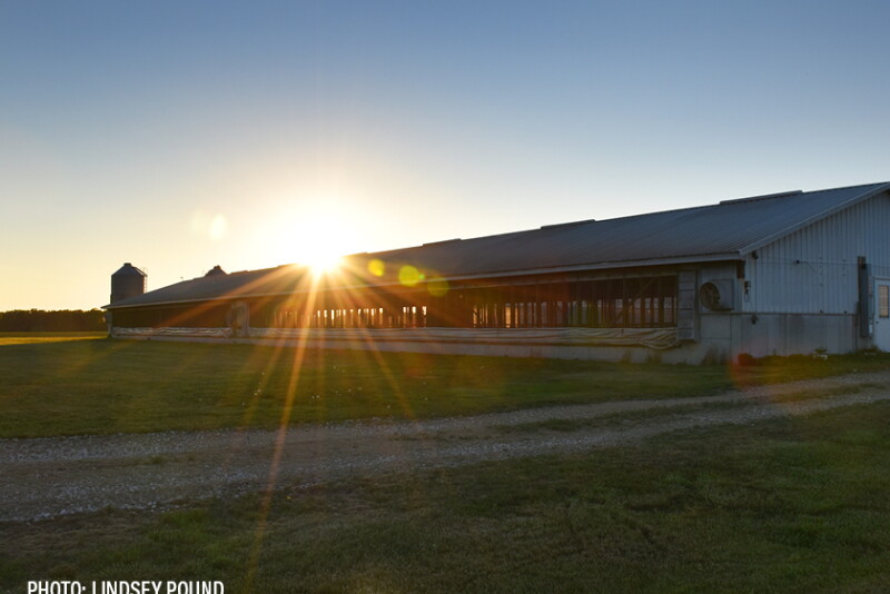 hog barn feed sunset - Lindsey Pound