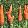 ugly carrots