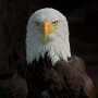Bald_Eagle