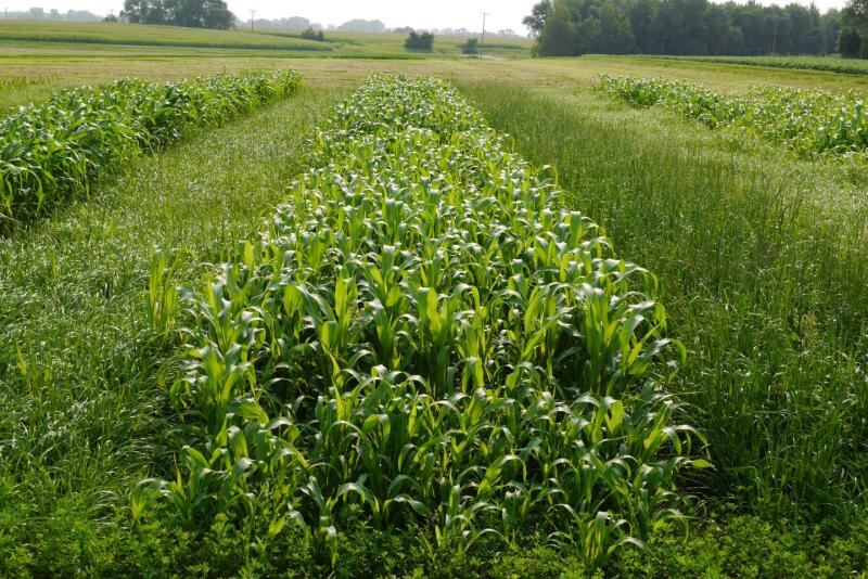 Italian ryegrass (left), sorghum-Sudangrass (center), and annual ryegrass + red clover (right) in test plots. 