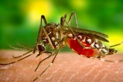 Mosquito