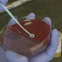 Certain bacteria will grow on specific agar contained with in petri dishes. 