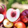 California Fresh Fruit Association