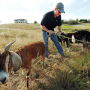 Crazy Horse golf course taking new approach to weed management with goats.