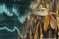 Corn Markets Corn Prices - Lindsey Pound and Pixabay