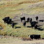 Piedra Valley Ranch