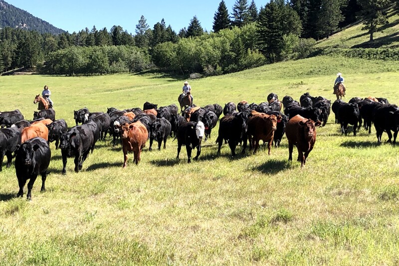 IX Ranch