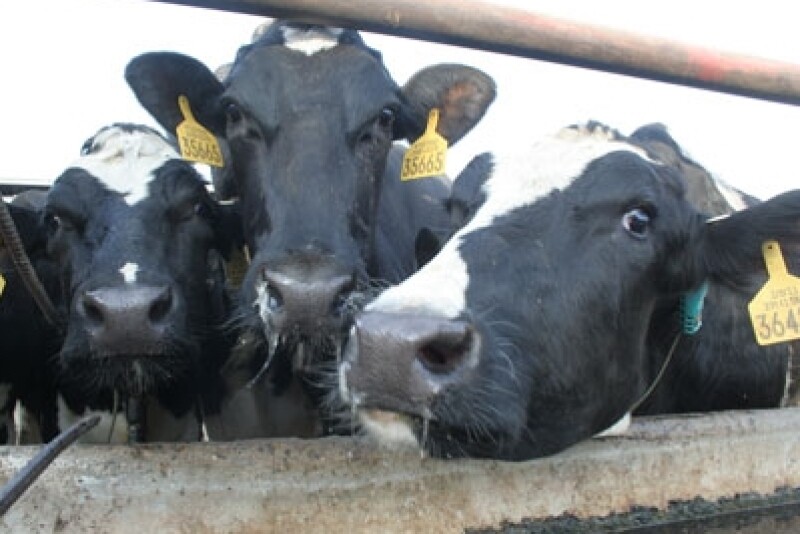 WeighRite-dairy_pix_2-1-13_044_-_Copy