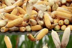 FILE PHOTO: A corn harvester and a farmer reap corn at a farm in Gaocheng, Hebei province, China, September 30, 2015. REUTERS/Kim Kyung-Hoon