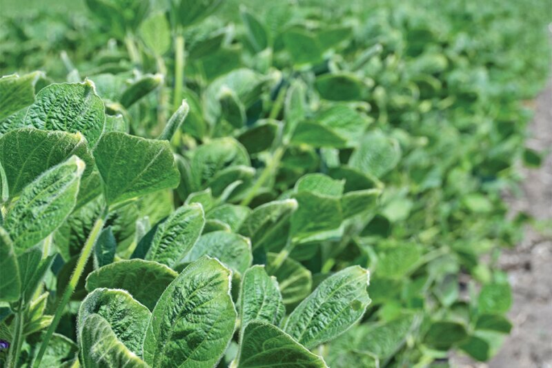 Dicamba damage