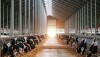 Freestall Barn Dairy_Adobe Stock