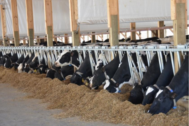 Holsteins eating