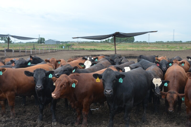 Higher cash cattle prices lifted feedyard margins out of the red.