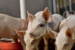 Lower-than-expected farrowing intentions, unless offset by pigs per litter pushing still higher, should translate into lower inventories.