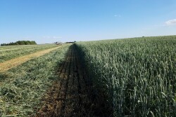 Cutting silage
