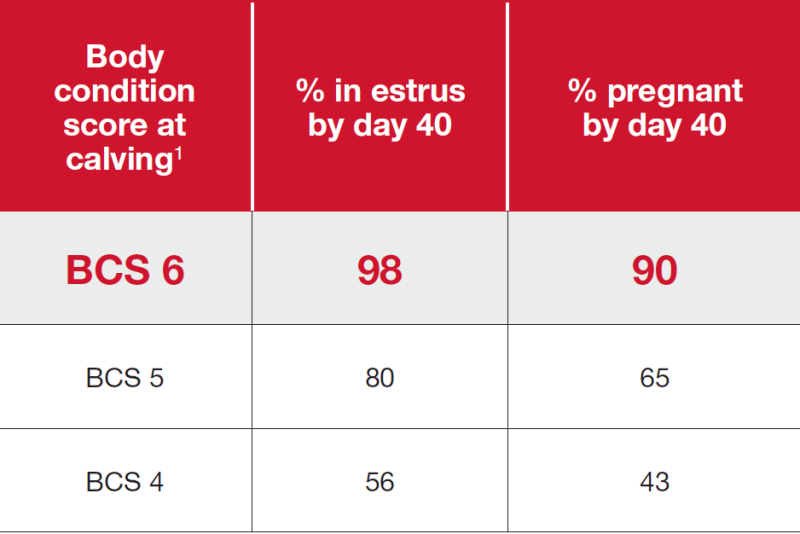 Cows at a body condition score of 6 at calving have shown to rebreed with conception rates of 90 percent or greater 40 days after calving.