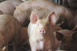 Cash-traded feeder pig reported volume was below average this past week, with 5,425 head reported. Cash feeder pig reported prices were $60.11, down $11.21 per head from last week.