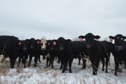 BT_Stocker_Cattle_Snow