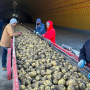 Potatoes on a conveyor belt at Wada Farms during the Idaho Potato Commission’s September 2023 harvest tour