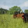 cattle-grazing-with-egret.jpg