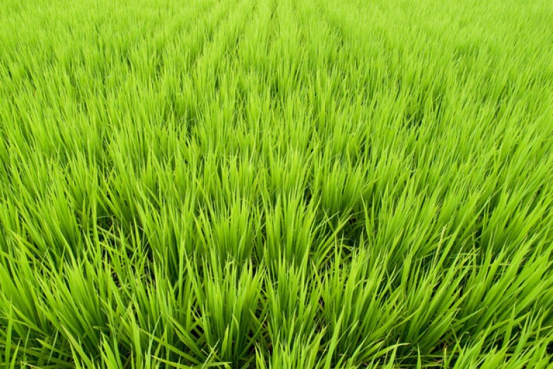 Rice Fields