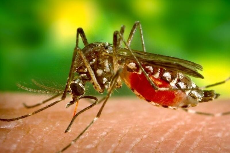 Mosquito