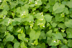 Buckwheat cover crop