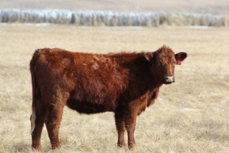 Red_Angus_Heifer_Nebraska