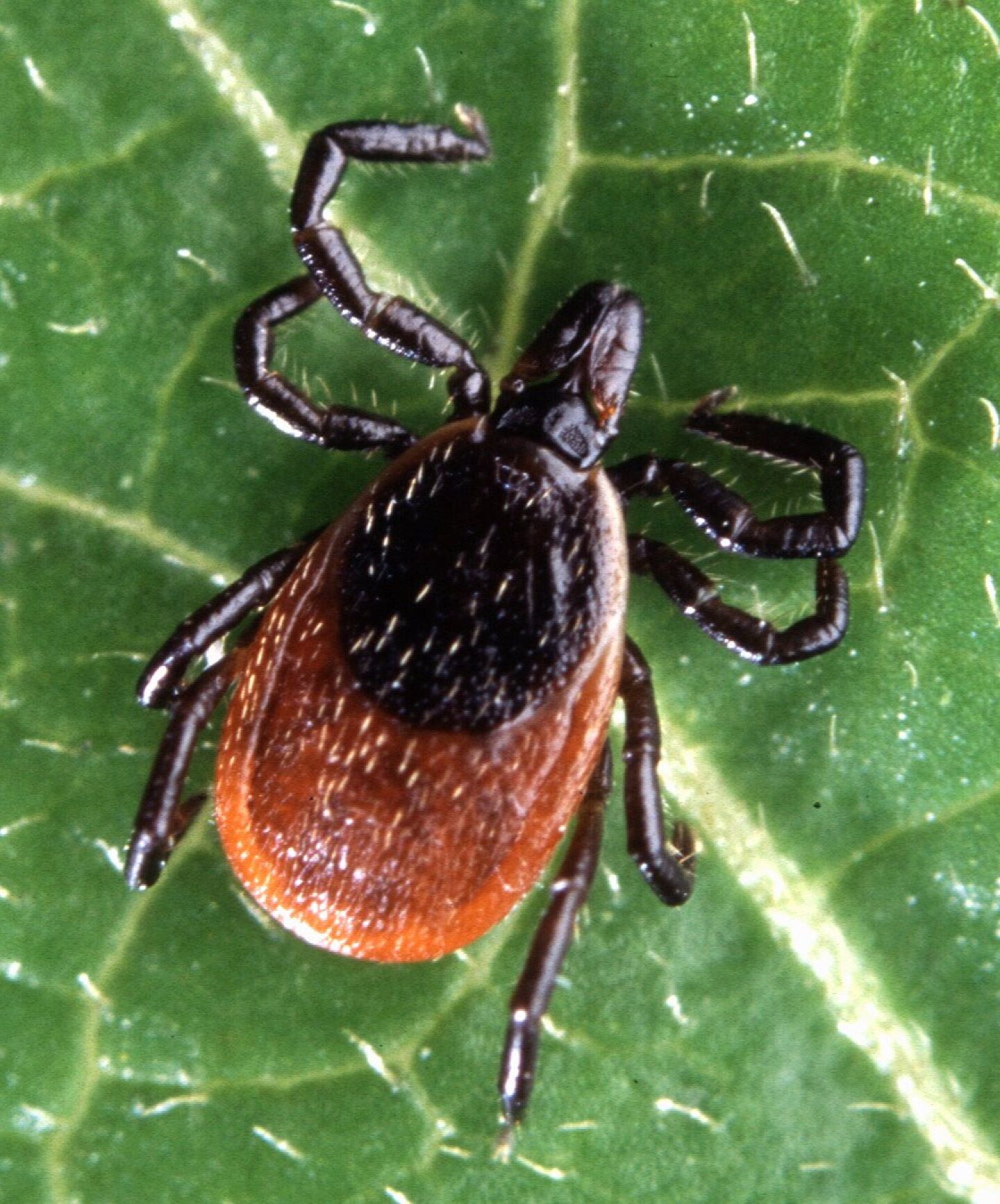 Deer Tick on a Leaf
