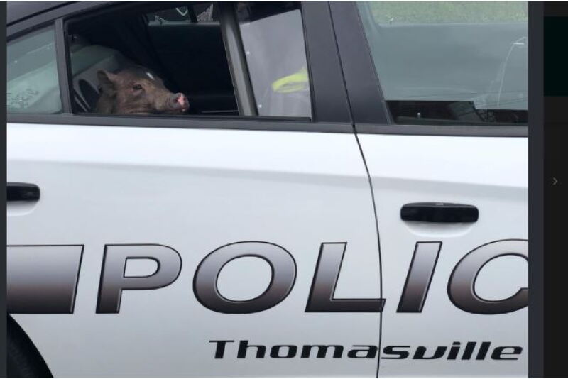 Commenters on social media said the pig looked remorseful for its actions. 