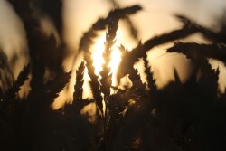 Bloomberg_Wheat.jpg