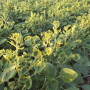 dicamba
