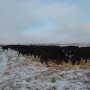 BT_Winter_Cow_Calf_Feeding